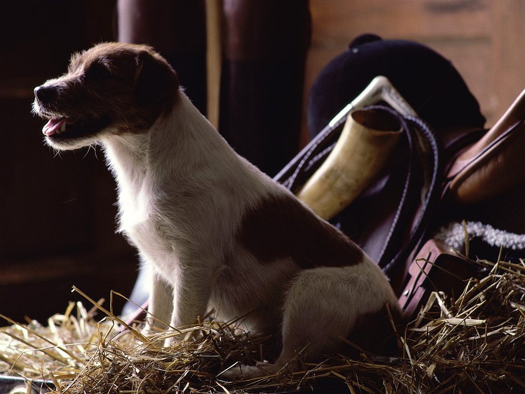 Jack Russell Terrier